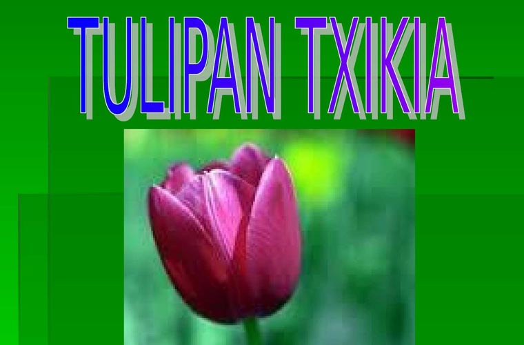GAUR EZ DAGO ESKOLARIK: Tulipan txikia