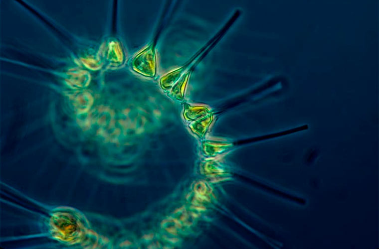 ZIENTZIALARI #123: Fitoplanktona (Aitor Laza)